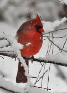 Cardinals Cold Toes